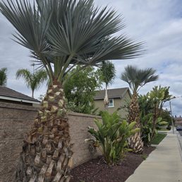 Palm trees which they trimmed Palm trees which they trimmed