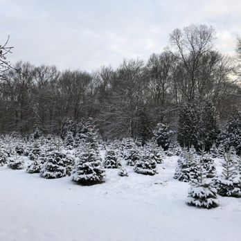 Yetter Road Tree Farm - Christmas Trees Near Me - Mystic, Connecticut Yetter Road Tree Farm - Christmas Trees Near Me - Mystic, Connecticut