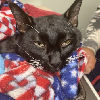 Neighborhood Veterinary Care - Our sweet boy - Veterinarians Near Me - Murray, Utah