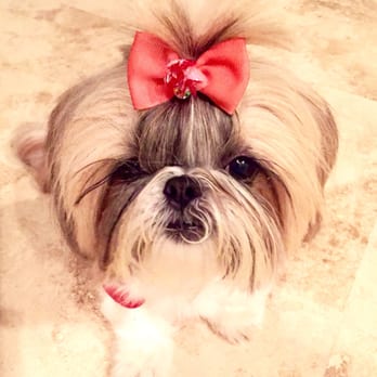 whole pet essentials