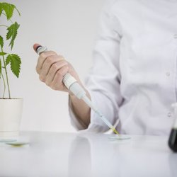 Northern Arizona Tree Health Care
