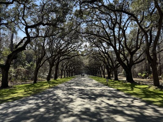 Wormsloe Historic Site by null