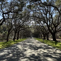 Wormsloe State Historic Site - Avenue of Oaks
