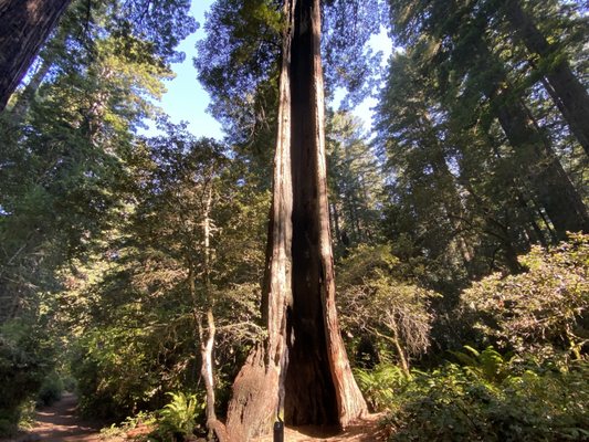 Lady Bird Johnson Grove Trail by null
