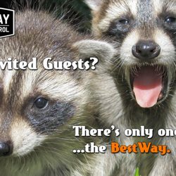 Bestway Wildlife Control