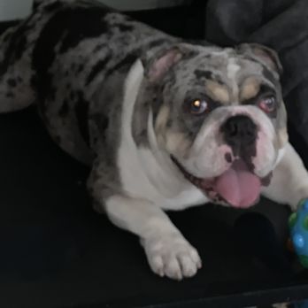 Eye Care for Animals - Tustin - Ike resting - Veterinarians Near Me - Tustin, California Eye Care for Animals - Tustin - Ike resting - Veterinarians Near Me - Tustin, California