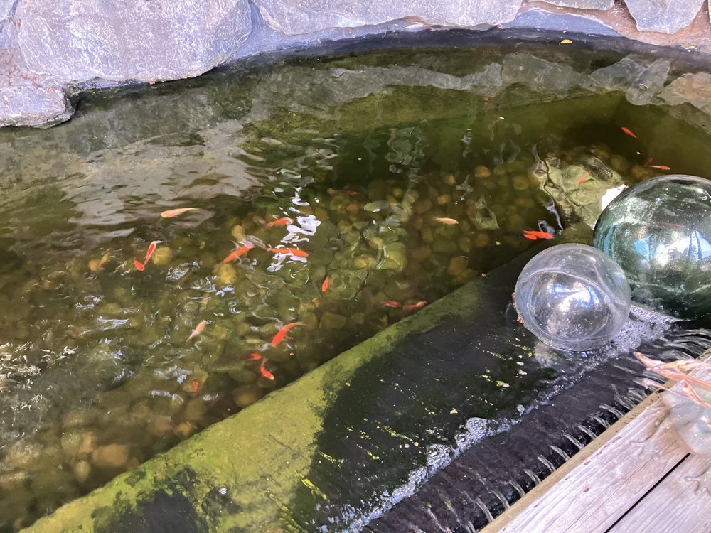 ALPINE FISHERY Updated August 2024 14 Reviews 6724 Dehesa Rd, El