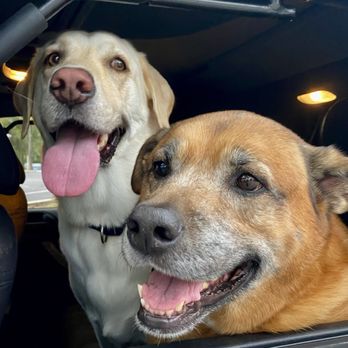 Bruster's Real Ice Cream - Buck and Bubbas waiting patiently for their ice cream. - Ice Cream & Frozen Yogurt Near Me - Jacksonville, Florida