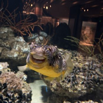 National Aquarium - Fish - Aquariums Near Me - Baltimore, Maryland National Aquarium - Fish - Aquariums Near Me - Baltimore, Maryland