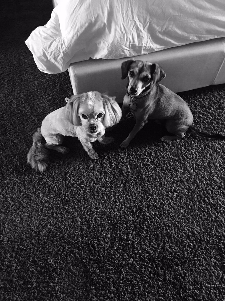 PAWS & CLAWS PET GROOMING & RESORT Updated August 2024 19 Reviews