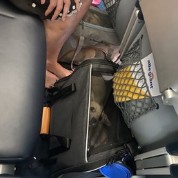Poor ESA dogs.