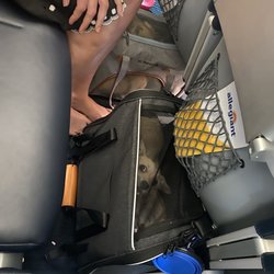 Allegiant Air - Poor ESA dogs.