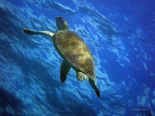 Culebra Divers by null