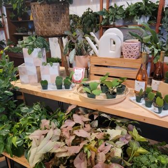 Spruce - Plants for sale - Gift Shops Near Me - Jacksonville, Florida