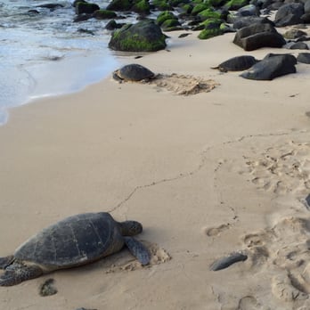 Laniakea Beach - Do u see all 3 turtles? :) - Beaches Near Me - Haleiwa, Hawaii Laniakea Beach - Do u see all 3 turtles? :) - Beaches Near Me - Haleiwa, Hawaii
