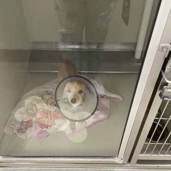 Upland Animal Shelter - JULIE - Animal Shelters Near Me - Upland, California