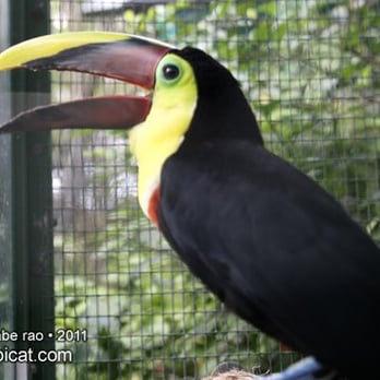 Jungle Island - Toucan, February 2011. - Amusement Parks Near Me - Miami, Florida Jungle Island - Toucan, February 2011. - Amusement Parks Near Me - Miami, Florida