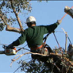 Benfield Tree Service
