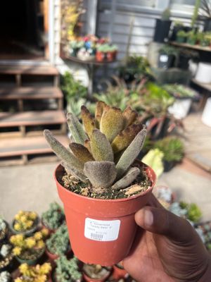 Succulence by null
