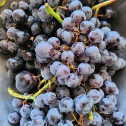 Weee - Im in love crunchy, shiny blueberries grapes $ 6.99 & onsale $4.99