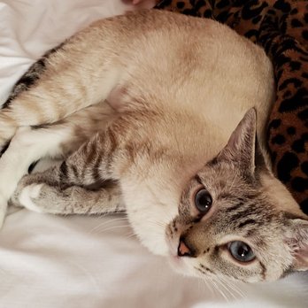 Henderson Animal Care and Control Facility - Violet/LYNXY. WE LOVE YOU JENNIFER - Animal Shelters Near Me - Henderson, Nevada Henderson Animal Care and Control Facility - Violet/LYNXY. WE LOVE YOU JENNIFER - Animal Shelters Near Me - Henderson, Nevada