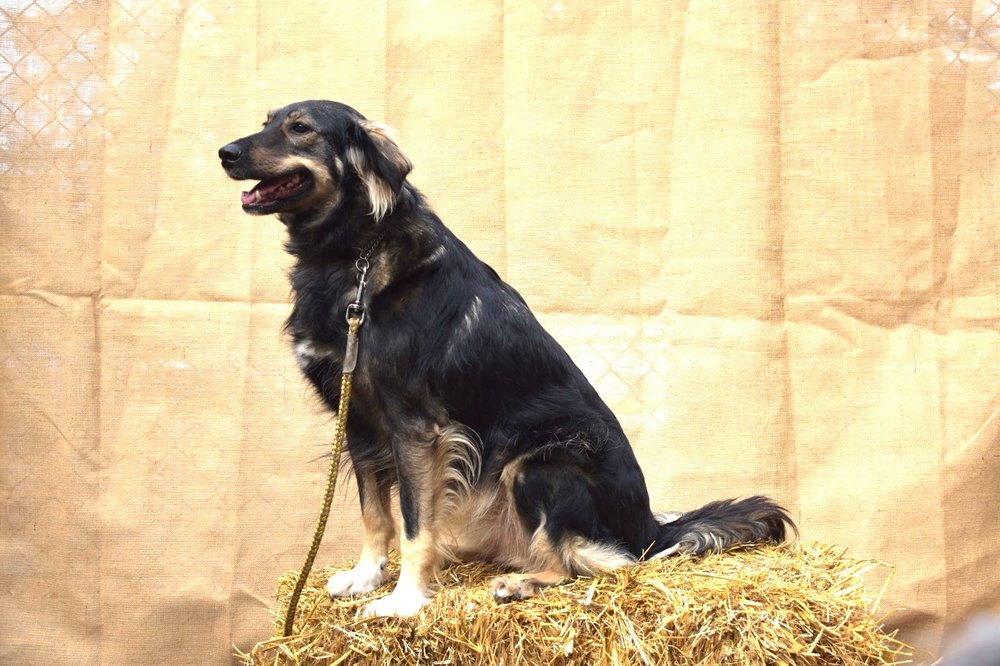 THE GROOMING ROOM Updated September 2024 34 Photos 156 Spring St