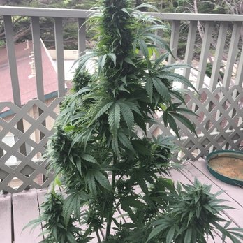 Lytt - One of my home grown plants. I have to admit, Pacific Stone's 805 Glue isn't as good as my home grown, but it's less effort. - Cannabis Dispensaries Near Me - Pacifica, California Lytt - One of my home grown plants. I have to admit, Pacific Stone's 805 Glue isn't as good as my home grown, but it's less effort. - Cannabis Dispensaries Near Me - Pacifica, California