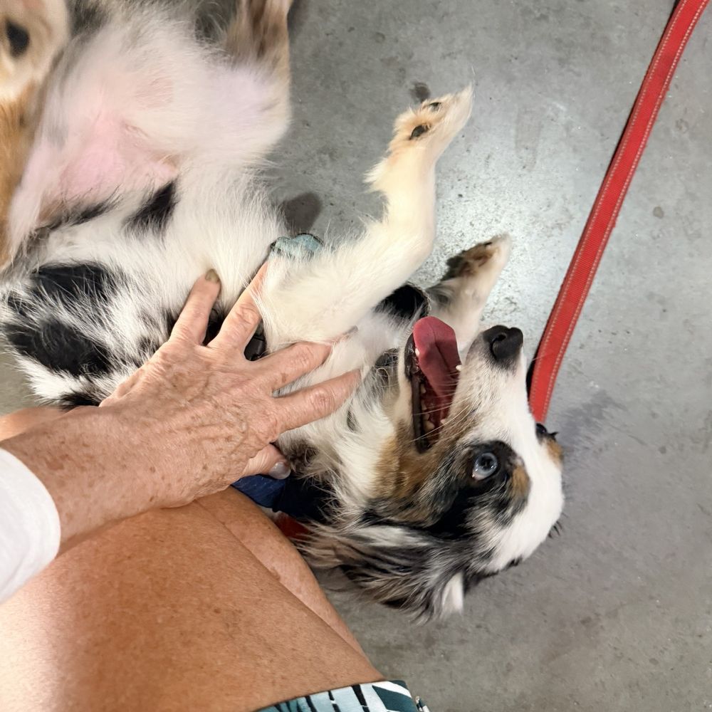 Mad Llama Brewing - Dog friendly - Breweries Near Me - Spring, Texas Mad Llama Brewing - Dog friendly - Breweries Near Me - Spring, Texas