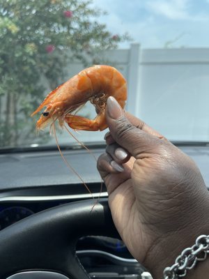 Read Seafood by null