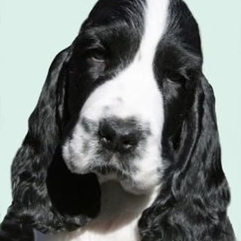 Sunshine School For Dogs LLC - Pet Training Near Me - Scottsdale, Arizona Sunshine School For Dogs LLC - Pet Training Near Me - Scottsdale, Arizona