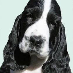 Sunshine School For Dogs LLC