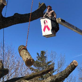 AAA Tree & Landscaping - Tree Services Near Me - Dayton, Ohio