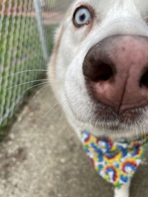 Seattle Dog Boarding by null