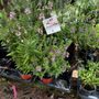 Photo of Green Acres Nursery