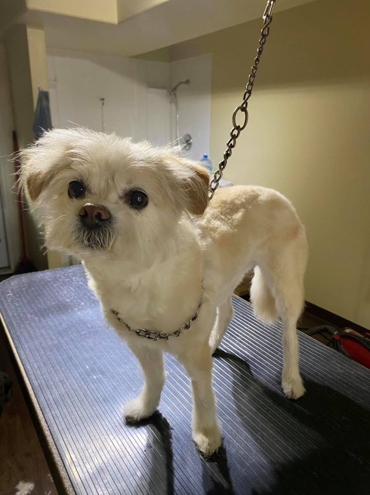 PAWS FUR EFFECTS PET GROOMING Updated October 2024 21 Photos