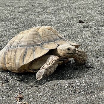 Four Paws Pet Ranch - Tortoise - Pet Training Near Me - Santa Rosa, California