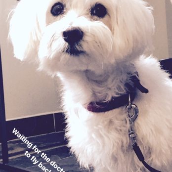 Heal Veterinary Clinic - Veterinarians Near Me - Chicago, Illinois