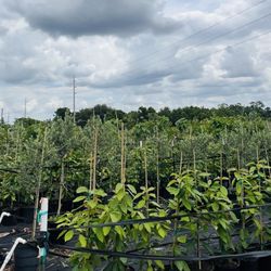 A Natural Farm and Educational Center