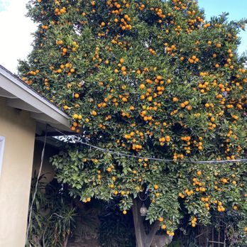 Jimmie's Tree Service - Before - Tree Services Near Me Jimmie's Tree Service - Before - Tree Services Near Me
