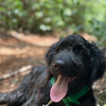 Balanced Obedience - Pet Training Near Me - Honolulu, Hawaii Balanced Obedience - Pet Training Near Me - Honolulu, Hawaii