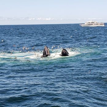 Whale Watch Dolphin Fleet - Whale Watching Tours Near Me - Provincetown, Massachusetts