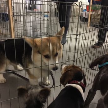 SmartyPup! - Corgi arriving for Puppy 2 class saying hello to the puppies - Pet Training Near Me - San Francisco, California