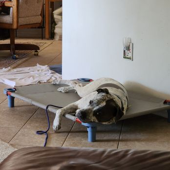 Tip Top K9 - Dixie enjoying her "place" time - A black and white dog with a spotted coat is lying on a gray raised pet bed in a living room. The dog appears relaxed, with its head resting on the edge of the bed. The room contains a brown leather couch in the foreground, a wooden chair, and various household items including a towel on the floor and a wall outlet with a glass and a small decorative item nearby. The setting suggests a comfortable indoor environment for the pet. - Pet Training Near Me