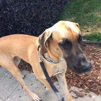 Walking Paws with Ryan - Mr. Duke on our walk. #walkingpawswithryan - Dog Walkers Near Me Walking Paws with Ryan - Mr. Duke on our walk. #walkingpawswithryan - Dog Walkers Near Me