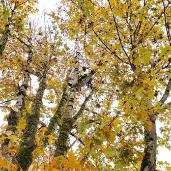 Arbornaut - The Arbornaut, Mid-maple - Tree Services Near Me Arbornaut - The Arbornaut, Mid-maple - Tree Services Near Me