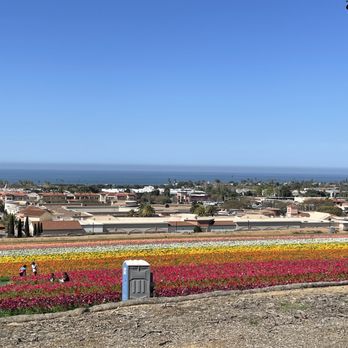 The Flower Fields - 03/19/2021 bloom from the top - Venues & Event Spaces Near Me - Carlsbad, California The Flower Fields - 03/19/2021 bloom from the top - Venues & Event Spaces Near Me - Carlsbad, California