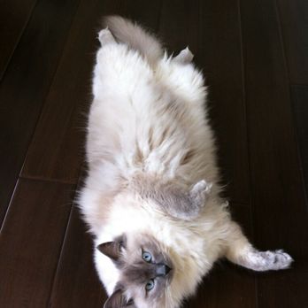 Ragmeister Ragdolls - Pet Breeders Near Me Ragmeister Ragdolls - Pet Breeders Near Me
