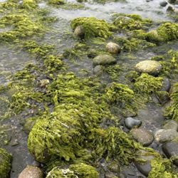 Qualicum Beach