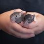 Photo of Pets 'n' Things