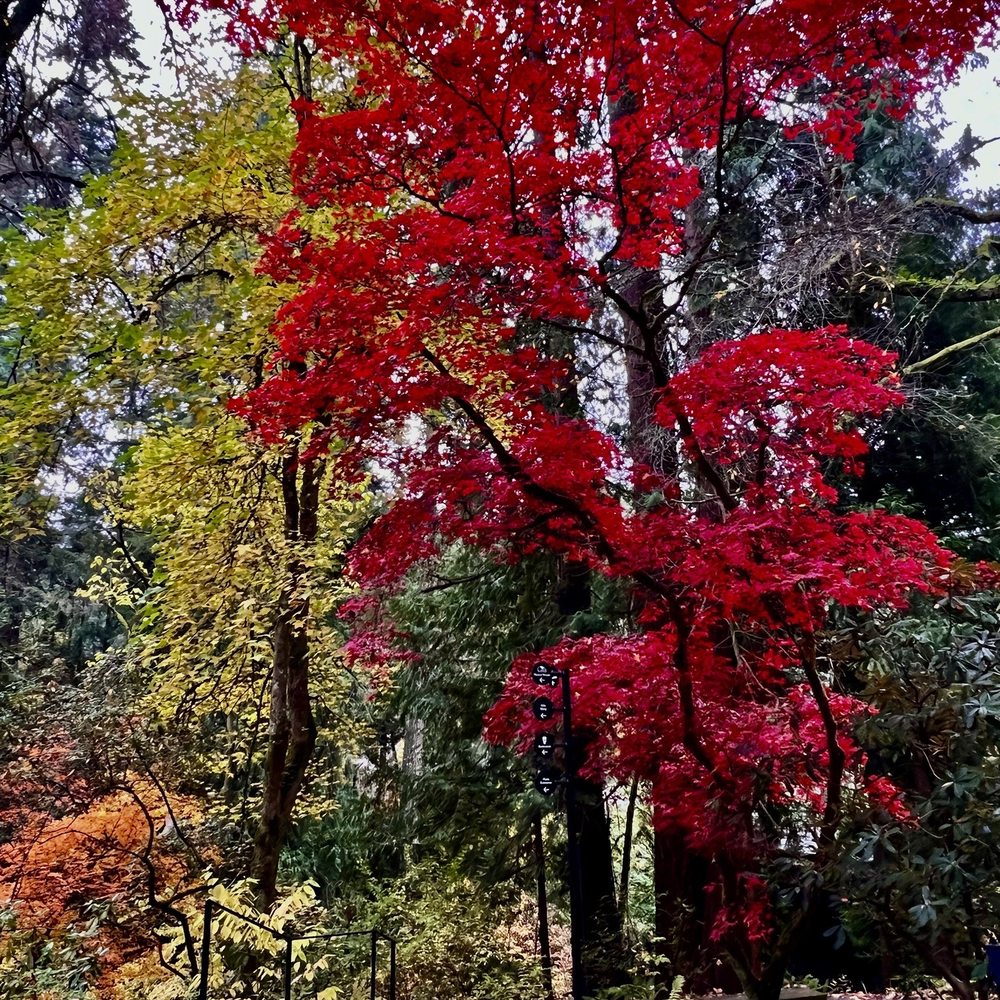 Leach Botanical Garden - Red maple trees - Botanical Gardens Near Me - Portland, Oregon